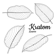 Mitragyna speciosa or kratom leaves sketch illustration vector