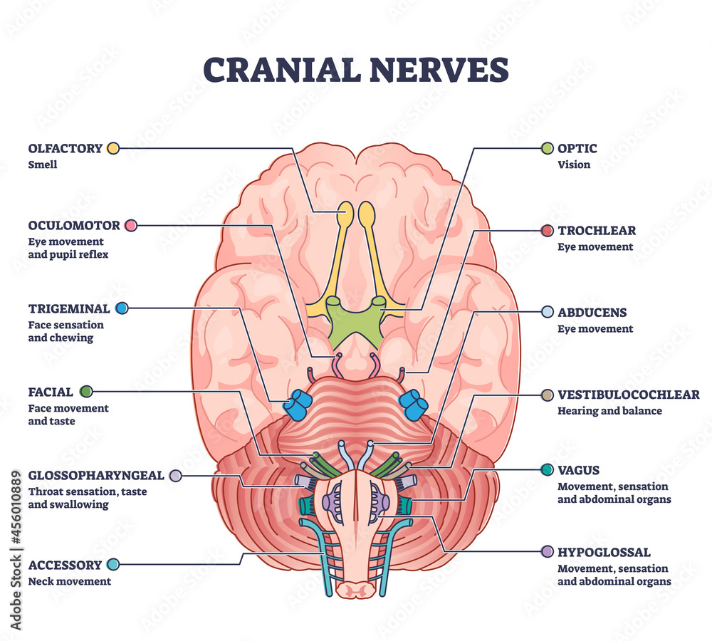 Poster cranial nerves pairs with anatomical sensory functions in outline diagram. labeled educational colle