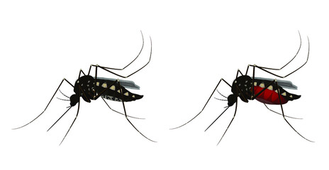 Isolated mosquito white background. Realistic dengue mosquito in vector illustration. Design of graphic source for healthcare of fever that mosquito is transmitter