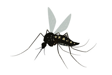 Isolated mosquito white background. Realistic dengue mosquito in vector illustration. Design of graphic source for healthcare of fever that mosquito is transmitter