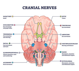 Cranial nerves pairs with anatomical sensory functions in outline diagram. Labeled educational collection with neurology brain system and how nerve relay information to human body vector illustration. - obrazy, fototapety, plakaty