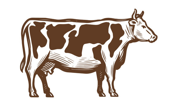 Dairy cow. Farm animal sketch. Vintage vector illustration