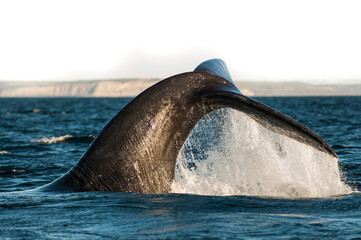 Sohutern right whale  lobtailing, endangered species, Patagonia,Argentina