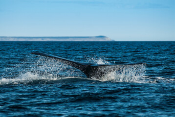 Sohutern right whale  lobtailing, endangered species, Patagonia,Argentina