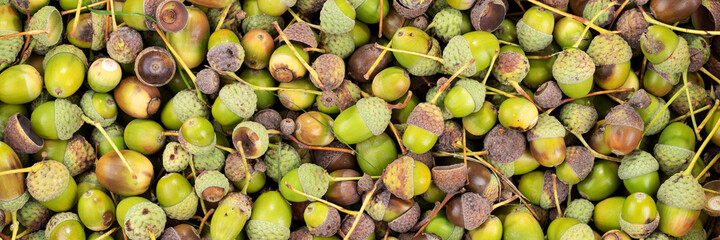 Green and brown acorns as background. Panorama top view	