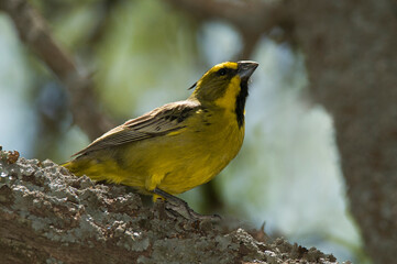 Yellow Cardinal, Gubernatrix cristata, Endangered species in La Pampa, Argentina
