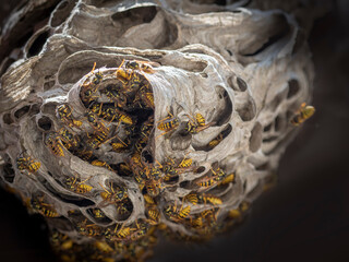 a wasp nest (Vespula vulgaris) close up