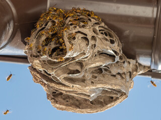 a wasp nest (Vespula vulgaris) on a roof close up