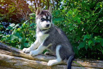 Siberian Husky pup in summer