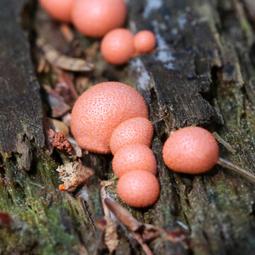 Lycogala epidendrum slime mold. an inedible mushroom of the Myxomycota department. Small pink spherical mushrooms on a tree