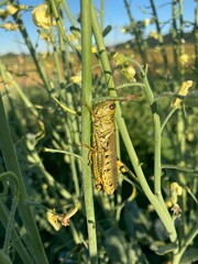 grasshopper on a leaf