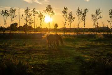 horses-pasture-sunset © JacoPoland