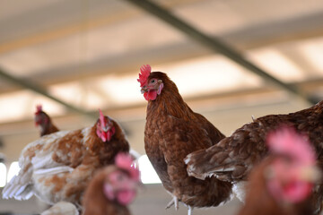 Gallus gallus domesticus or homemade egg laying hen on farm