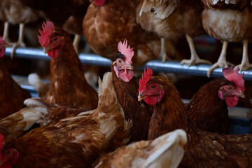 Gallus gallus domesticus or homemade egg laying hen on farm