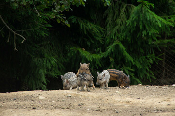 A group of young wild boars playing in the zoo