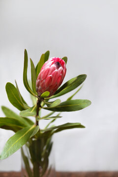Close up shot of a protea flower