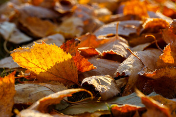 fall colorful leaves with a touch of frost laying on ground