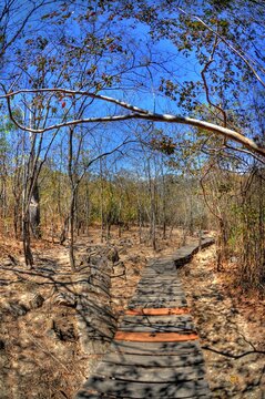 Petrified forest of Puyango
