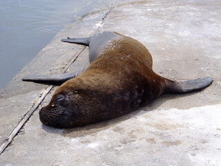 Black and brown furry sea lion sleeping on the harbor, over the concrete. Punta del Este, Uruguay.