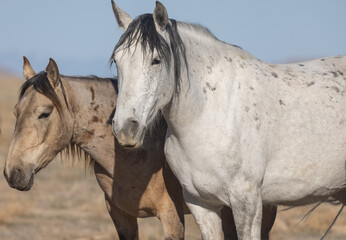 Wild Horses in Spring in the Utah Desert