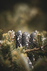 christmas tree with cones