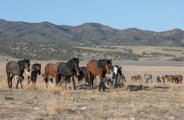 Naklejka na ściany i meble Wild Horses in Spring in the Utah Desert
