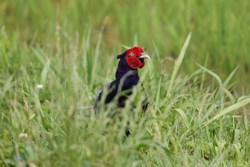 顔をひょっこりのぞかせるキジ