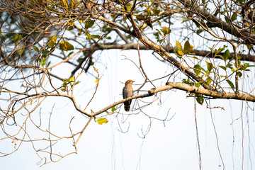 Asian emerald cuckoo