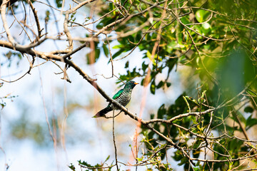 Asian Emerald Cuckoo