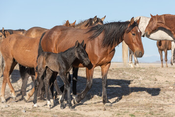 Wild Horses in Spring in the Utah Desert