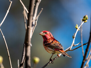 Purple finch (Haemorhous purpureus)