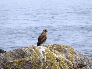 Brown bird over a rock with moss. Unfocused ocean in the background. Punta del Este, Uruguay.