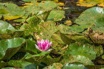 Bl&uuml;hende Seerosen im Teich