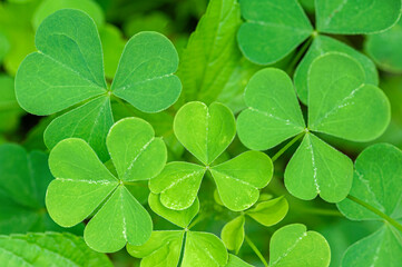 Green fresh clover close up