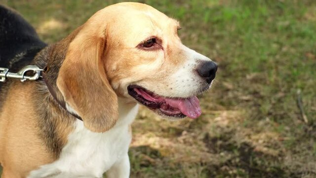 A purebred beagle dog on a leash walks with its owner in the park on a sunny day. Dog's muzzle in the rays of the sun close-up