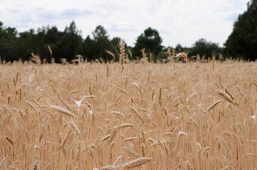 golden wheat field