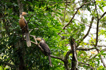 Austen 's Brown Hornbill © pichaitun