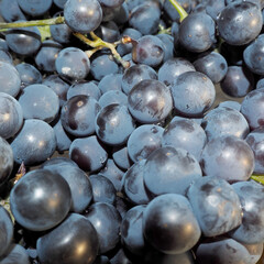 close to the gron of dark round grapes. top view