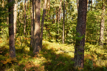 sunny summer forest, trees, forest, summer