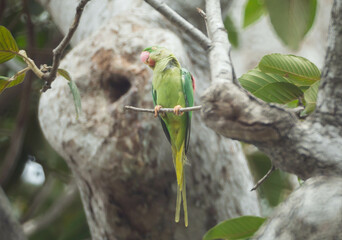 Alexandrine Parakeet