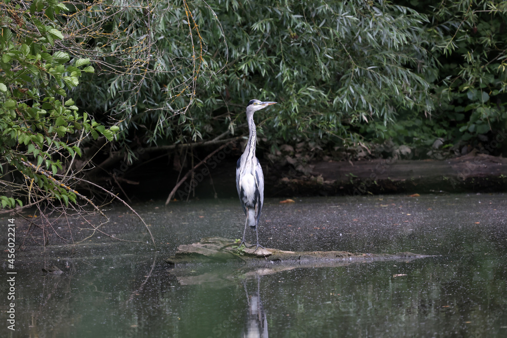 Canvas Prints White heron standing on a log in the lake surrounded by trees