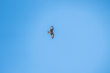 Greifvogel am blauen Himmel