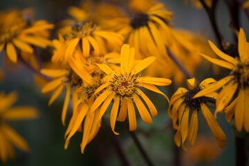 Ligularia (leopard plant) or summer ragwort