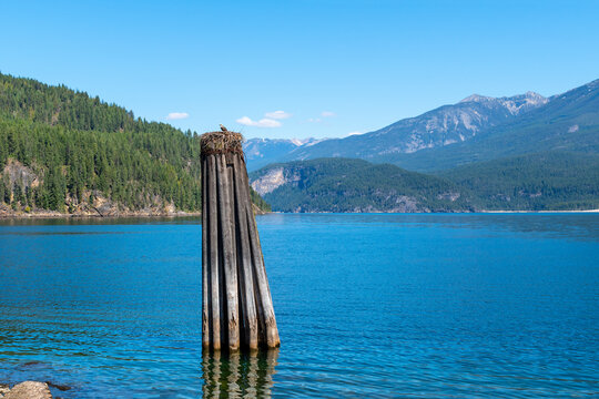 An osprey bird guards her nest atop a wooden pylon on Kootenay Lake, in Kaslo Bay, Kaslo BC Canada. 