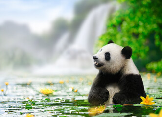 Panda enjoys bathing in a river with waterfall background - obrazy, fototapety, plakaty