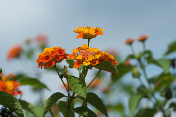 orange flowers in the garden