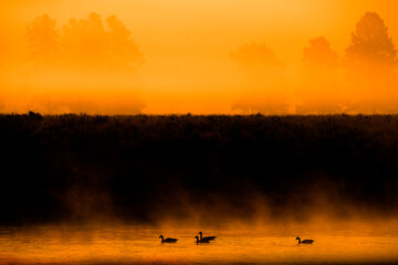 Several Canadian Geese Swimming in River with Mist or Fog and Trees
