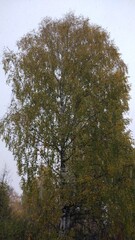 Golden autumn time. The trees are standing in a yellow-gold fire. Blue sky and a great mood during walks about this forest.