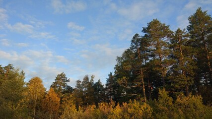 Golden autumn time. The trees are standing in a yellow-gold fire. Blue sky and a great mood during walks about this forest.