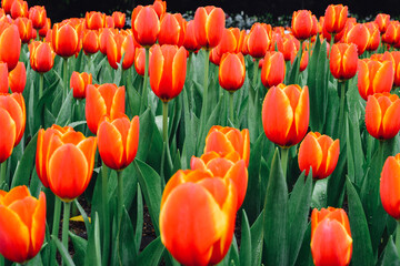 Red Tulips